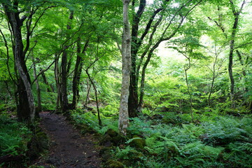 fine footpath in the spring woods