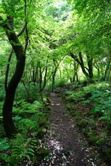 refreshing path to the light