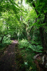 fresh ferns and old trees in spring woods