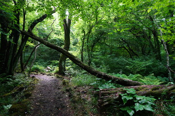 refreshing path to the light
