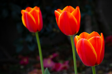 赤いチューリップ