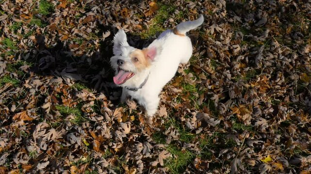 Small dog Jack Russell is barking impatiently demanding his toy at bright autumn day