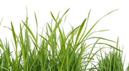green grass isolated on white background