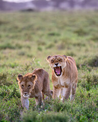 pride of lions in central serengeti