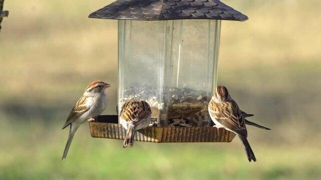 Flock of Chipping Sparrows Eating at Round Hanging Feeder