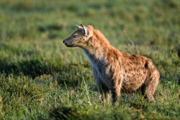 hyena in the serengeti savannah