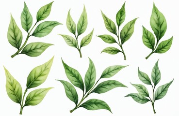 Watercolor matcha green tea leaves. Japan matcha leaf plant elements, morning drinks, delicious beverages clipart set. Ideal for cafe menu, tea packaging, beauty product design, healthy lifestyle