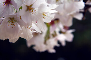 兵庫県・高砂公園の桜と緑の新芽