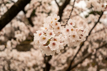 桜の花　春景色　松本城公園