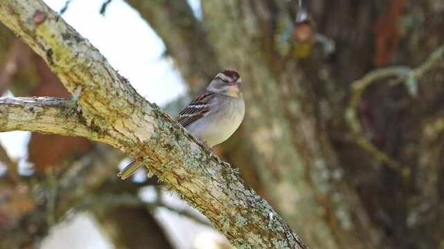 Close-Up: Chipping Sparrow Eating White Millet Seed on Oak Branch