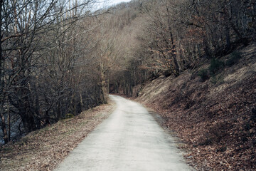 A road with trees on either side and a hill in the background