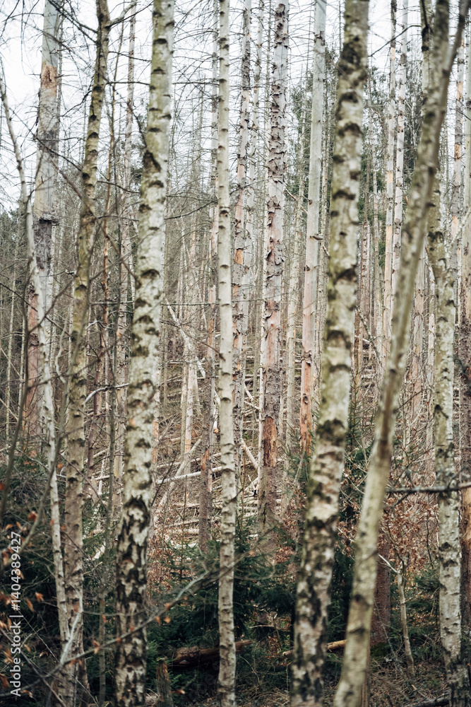 Poster a forest with many trees and some of them are dead