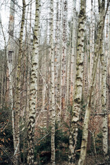 Obraz premium A forest with many trees and some of them are dead