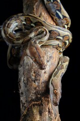 This is a Reticulated Python (Malayopython reticulatus), identifiable by its intricate net-like pattern and slender head with distinct stripes. It's coiled on a branch, 13 april 2025 Indonesia