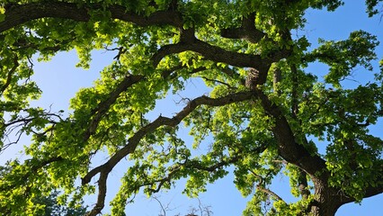green leaves against blue sky