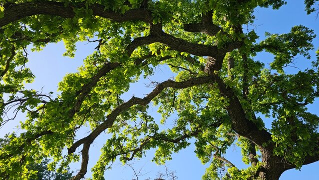 green leaves against blue sky