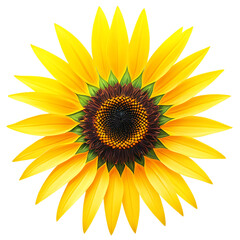 Fototapeta premium Close-up of Sunflower with Yellow Petals and Dark Center on Sunny Yellow Background