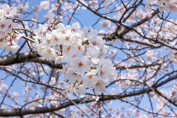 桜
