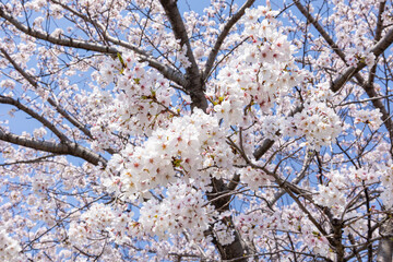 桜