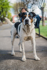 Photos of dogs on the streets of towns looking and observing people