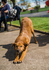 Photos of dogs on the streets of towns looking and observing people