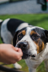 Photos of dogs on the streets of towns looking and observing people