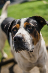 Photos of dogs on the streets of towns looking and observing people
