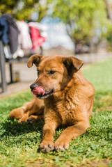 Photos of dogs on the streets of towns looking and observing people