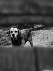 Photos of dogs on the streets of towns looking and observing people