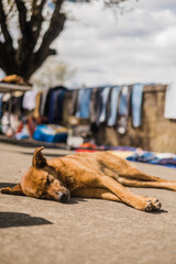 Photos of dogs on the streets of towns looking and observing people