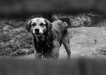 Photos of dogs on the streets of towns looking and observing people