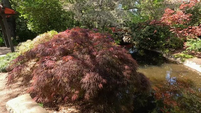 footage of a gorgeous spring landscape with a pond, lush green trees and colorful flowers at Descanso Gardens La Ca&ntilde;ada Flintridge California USA