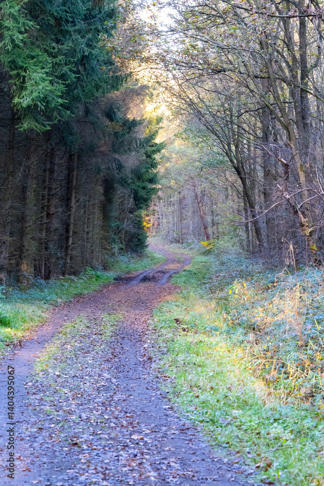 Poster a path through a forest with a road running through it