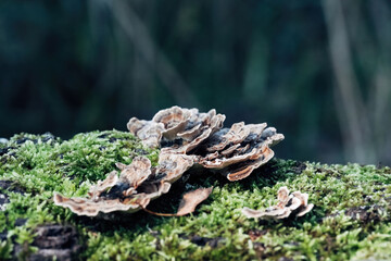 Numerous fungi of the genus Trametes (Trametes spp.) are growing on a moss-covered tree trunk. The characteristic, fan-shaped fruiting bodies with their concentric zones.