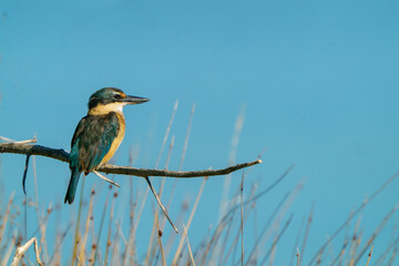 sacred kingfisher (kōtare) perched on twig in full sun sideways on eye level blue background