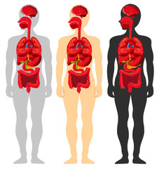 Set of human internal organs isolated on white background. Human full body organs from head to toe in 3 different colors. Grey, cream, dark color. Elements for medical anatomy, education, or science. 
