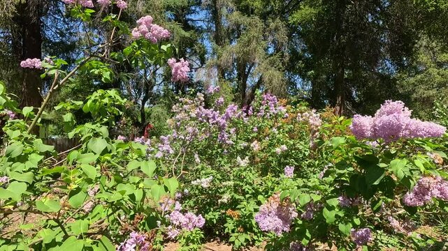 footage of beautiful purple lavender flowers and lush green trees at Descanso Gardens La Ca&ntilde;ada Flintridge California USA