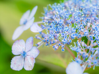 梅雨から初夏の公園や花壇を彩るアジサイのある風景。繊細でカラフルなガクアジサイのシベとツボミの様子。