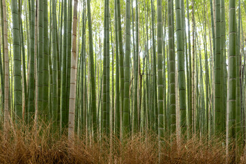 A beautiful Sagano bamboo forest filled with natural light and green trees at Arashiyama in Kyoto, Japan.A peaceful zen garden. 