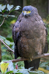 The crested serpent eagle is a medium-sized bird of prey that is found in forested habitats across tropical Asia
