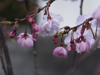 春の訪れ
