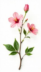 Obraz premium Three branches with leaves and flowers on white background, bloom, solitary, foliage