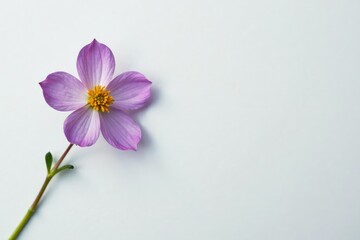 Obraz premium Small flower with delicate petals on white surface, small, delicate, petal