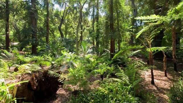 Footage of a dirt footpath in the garden with lush green trees and plants at Descanso Gardens La Ca&ntilde;ada Flintridge California USA