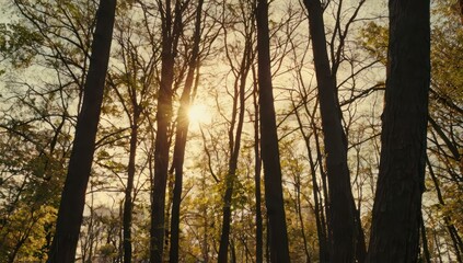 Obraz premium Vertical shot of some beautiful trees and the sun setting in the background