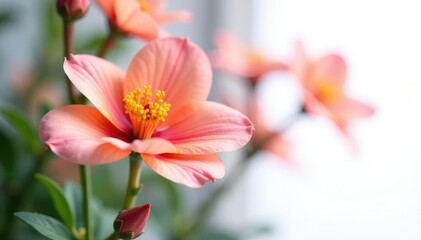 Naklejka premium Isolated flower against a contrasting white background, flower, colors, blossom
