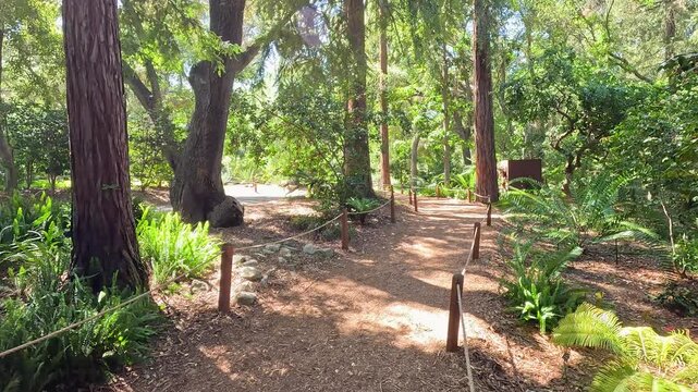 Footage of a dirt footpath in the garden with lush green trees and plants at Descanso Gardens La Ca&ntilde;ada Flintridge California USA