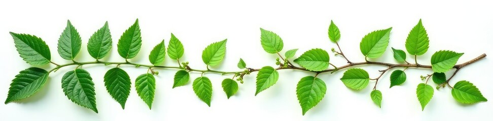 Obraz premium delicate ferns and ivy foliage isolated on white background, leafy greens, organic