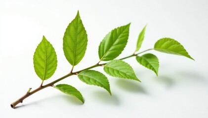 Fototapeta premium A solitary branch on a white background showcasing its texture and veins, branches, plants, nature
