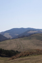 It's a spring hill where new shoots are just beginning to bloom.새순이 막 피어나는 봄의 언덕입니다.